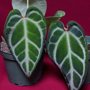 Anthurium Magnificum X Crystallinum US Grown Rare Aroid NOT TC