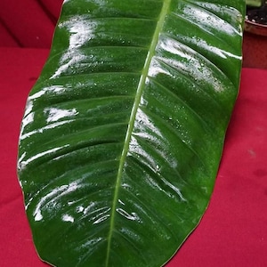 Philodendron Species &quot;Mindo&quot; Rare Aroid Plant NOT TC