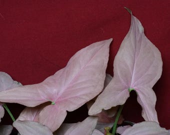 Syngonium Pink Perfection 4" Pot