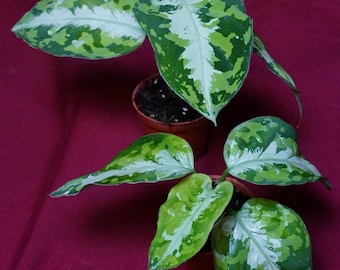 Aglaonema Pictum Tricolor Silver Stripe Rare Aroid Camouflage Plant NOT TC