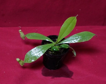 Nepenthes Hookeriana 2" Pot