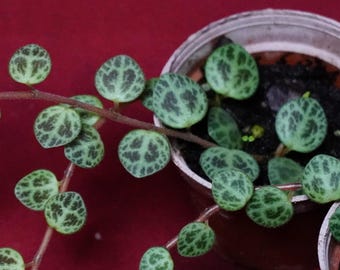 Peperomia Prostrata String of Turtles US Grown Rare Terrarium Plant NOT TC