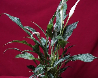 Variegated Peace Lily Spathiphyllum Domino 4" Pot