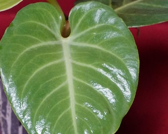 Anthurium Villenaorum US Grown Anthurium NOT TC