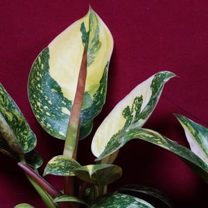 Philodendron Nuclear Green Congo Variegated Rare Aroid Plant bild 1