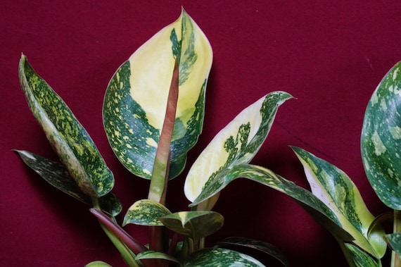 Philodendron Nuclear Green Congo Variegated Rare Aroid Plant