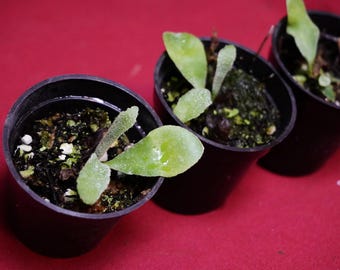 Platycerium Veitchii Auburn River 2" Pot