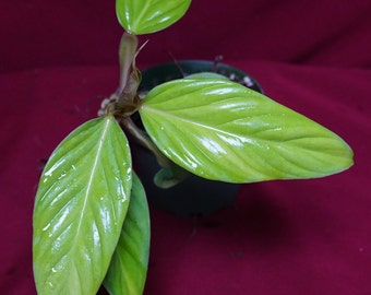 Philodendron Alatiundulatum Aff Rare Aroid Plant NOT TC