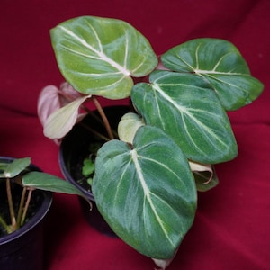 anthurium forgetii kaufen Anthurium Forgetii Variegated  Aroidasia