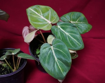 Philodendron Gloriosum Rare Aroid Plant