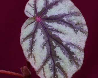 Begonia u540  2" Pot Rare Plant NOT TC