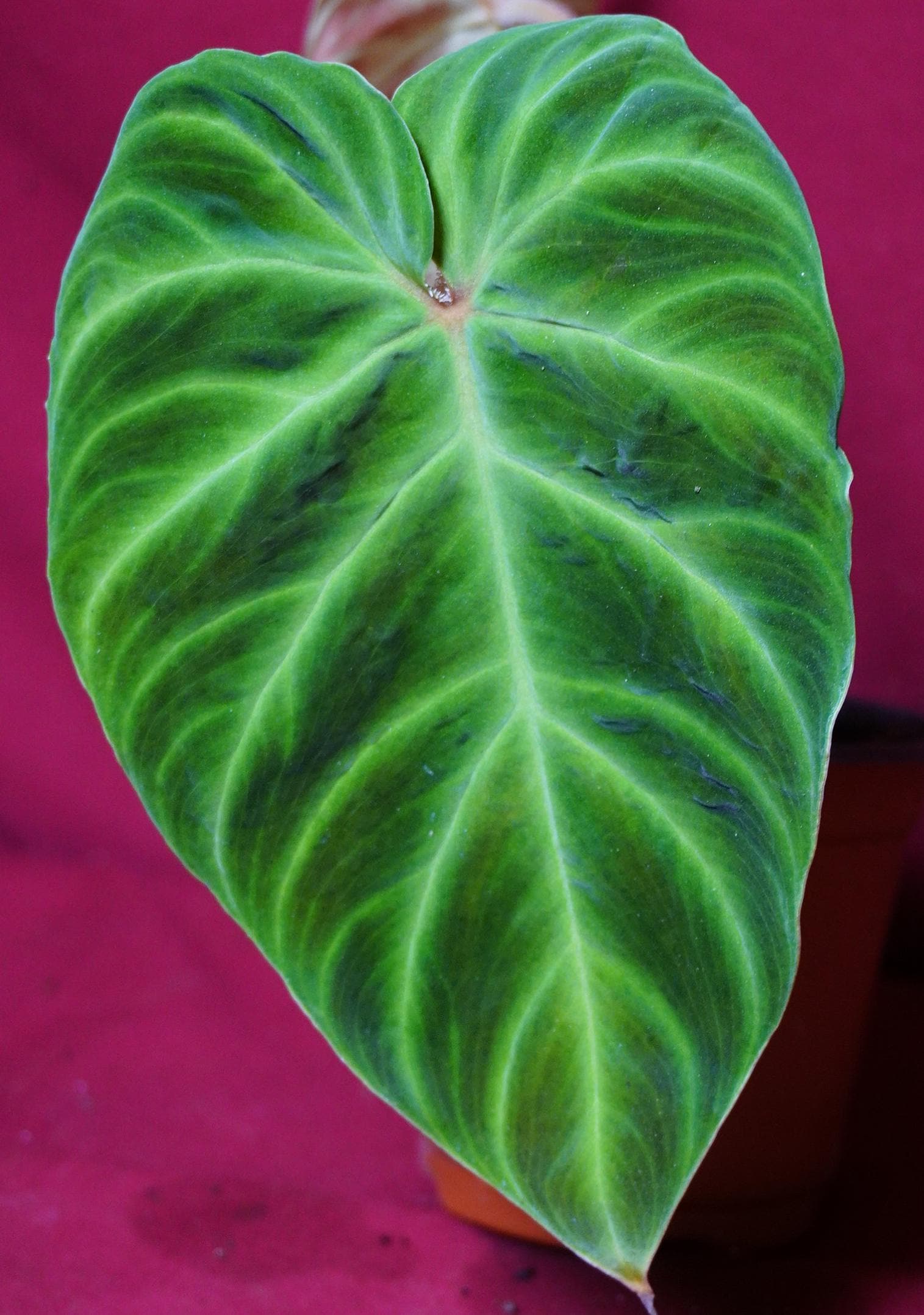 Philodendron Verrucosum Tambillo Rare Aroid Plant NOT TC - Etsy