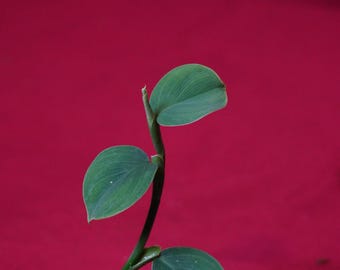 Philodendron Pteropus Aff