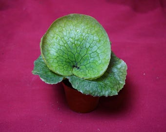 Platycerium Grande 02" Pot