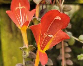 Columnea Gloriosa Wild Type Rare Gesneriad NOT TC