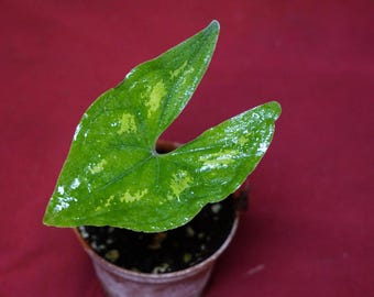 Ulearum Donburnsii Rare Aroid 2" Pot
