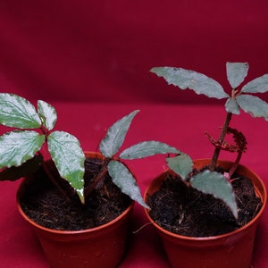 Begonia Fangii  2" Pot Rare Plant NOT TC