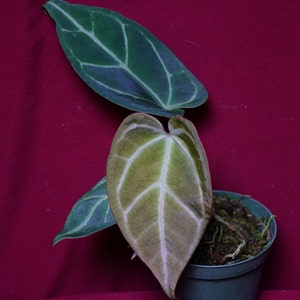 aureum plant Pothos on Pole