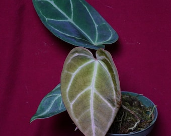 Anthurium Magnificum US Grown Rare Aroid Grown From Seed