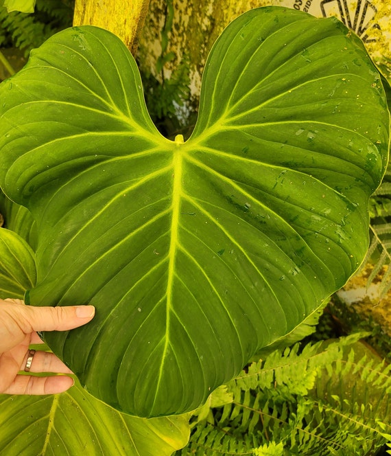Philodendron El Choco Red Mature Nodes Rubrijuvenile Rare Aroid Plant NOT  TC - Etsy Israel
