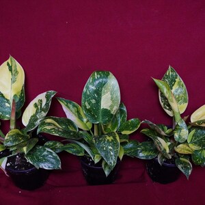 Philodendron Nuclear Green Congo Variegated Rare Aroid Plant bild 4