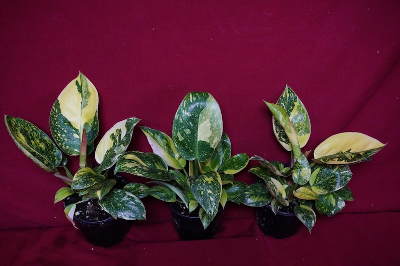 Philodendron Nuclear Green Congo Variegated Rare Aroid Plant bild 4