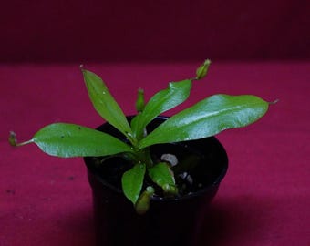 Nepenthes Diana 2" Pot