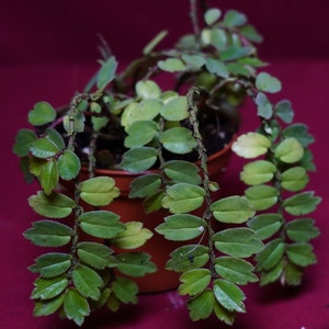 Begonia Foliosa 2" Pot Rare Plant NOT TC