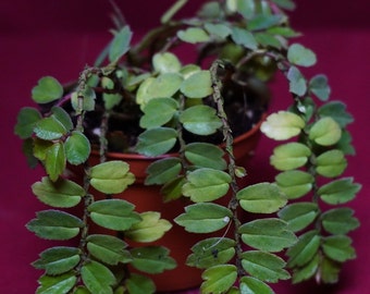 Begonia Foliosa 2" Pot Rare Plant NOT TC