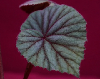 Begonia Sericoneura Var, Lindleyana 2" Pot