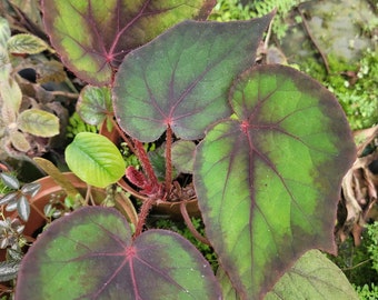 Begonia Handelii X Rex  Cultorum 3" Pot Rare Plant NOT TC