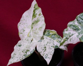 Alocasia Blizzard Rare Aroid Plant