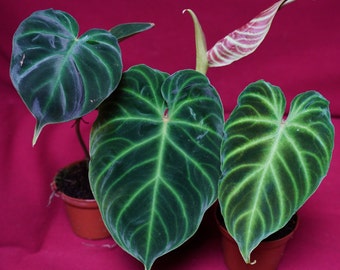 Philodendron Verrucosum Small Assorted Red Back Rare Aroid Plant NOT TC