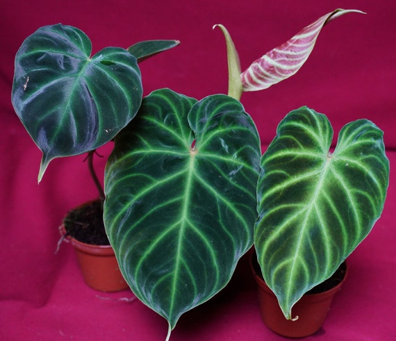 Philodendron Verrucosum Small Assorted Red Back Rare Aroid Plant NOT TC
