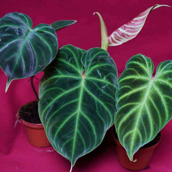 Petite plante aroïde rare à dos rouge assortie Philodendron verrucosum NON TC