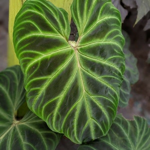 Bespoke Plants NOT TC