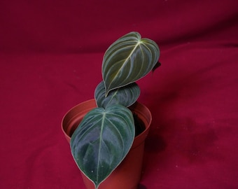 Philodendron Melanochrysum