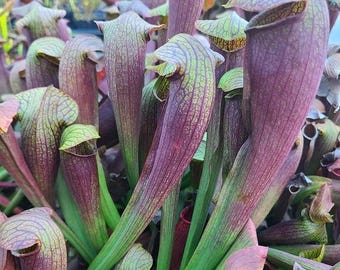 Sarracenia Alata #14 2" Pot