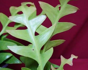 Shark Tooth Cactus 4" Pot Epiphyllum Chrysocardium Rare Plant