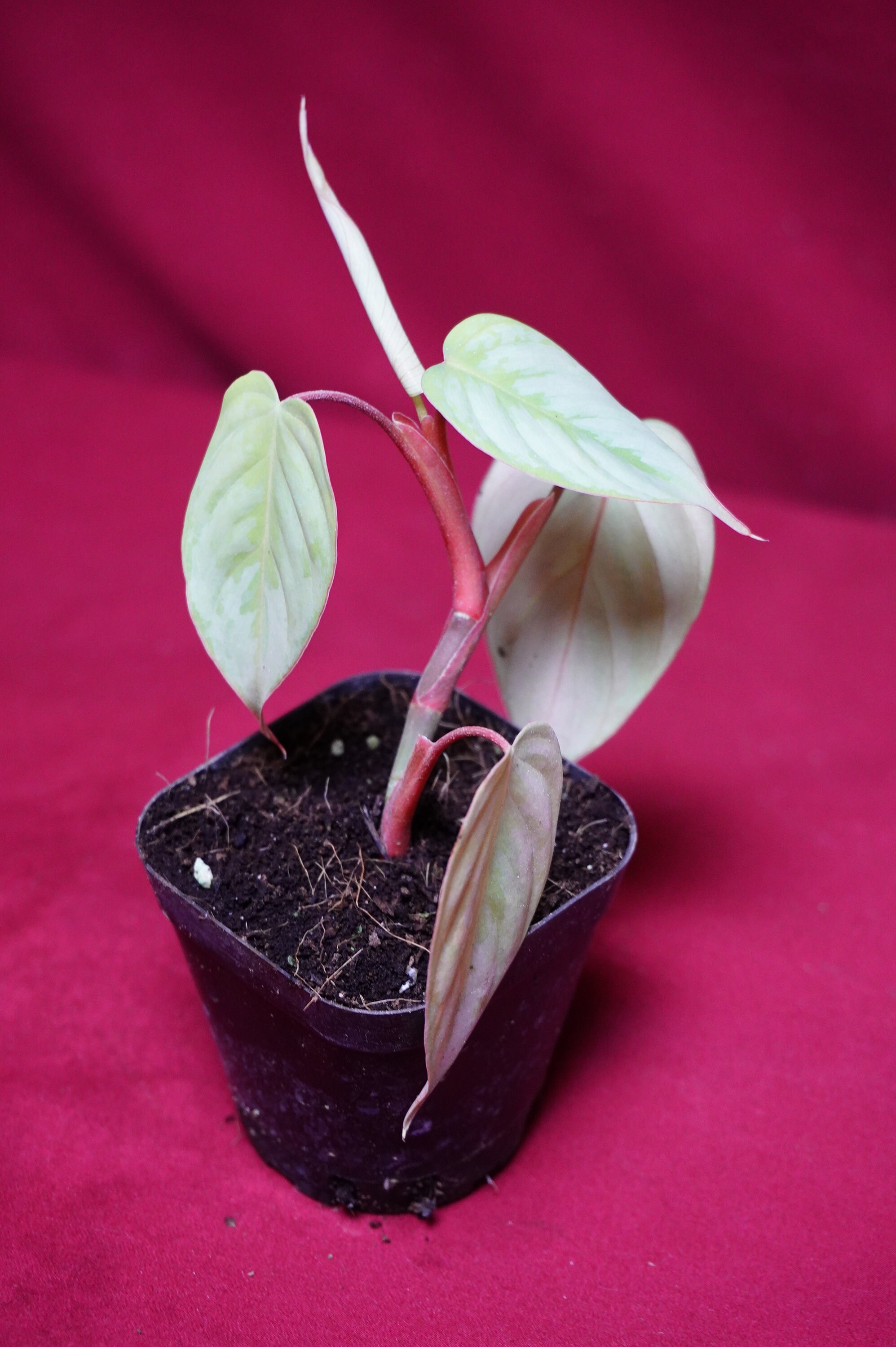 Philodendron Sodiroi Ornatum Rare Aroid Plant NOT TC - Etsy