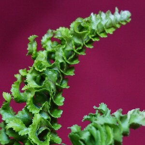 Nephrolepis Species "Mini Crested" Boston Fern NOT TC