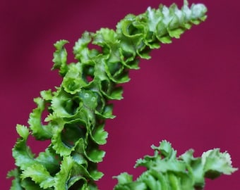 Nephrolepis Species "Mini Crested" Boston Fern NOT TC