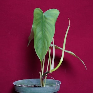 Philodendron Elegans - Etsy