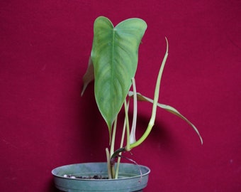 ficus kinky plant Weeping Fig 'Kinky' main image 0