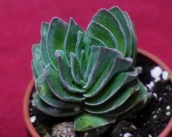 Crassula Buddha's Temple Succulent