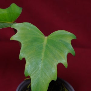 Philodendron Lacerum Rare Aroid Plant NOT TC