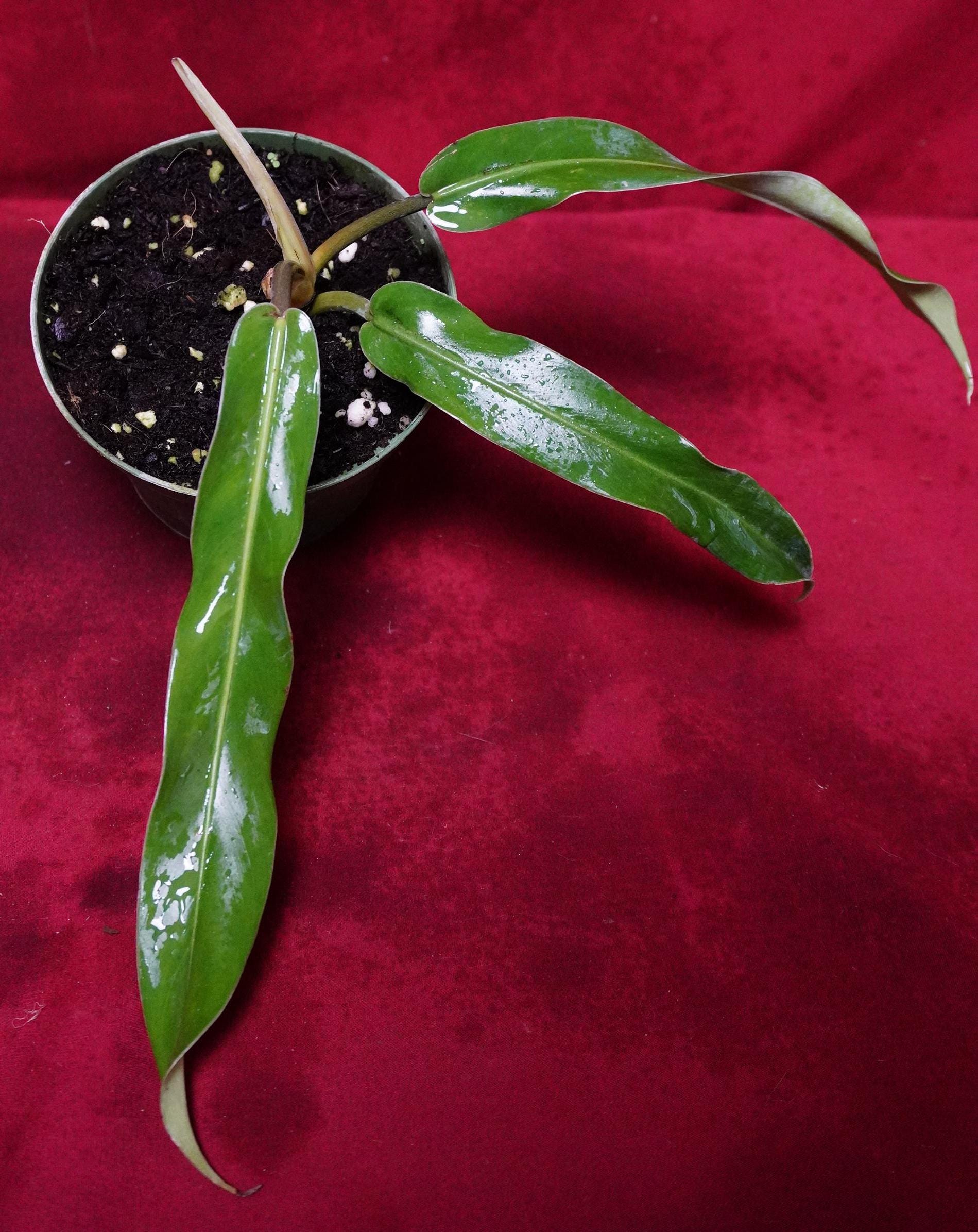 snakes plants 6'' Snake Plant Black Coral