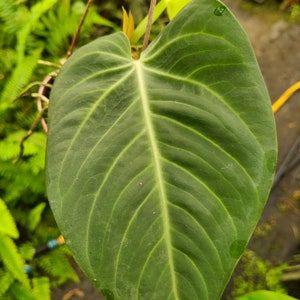 Anthurium Villenaorum Seedling US Grown Anthurium NOT TC