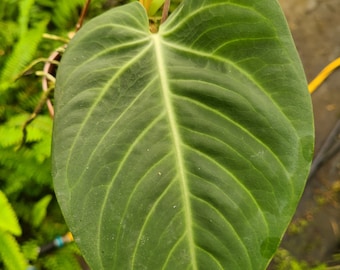 Anthurium Villenaorum Seedling US Grown Anthurium NOT TC