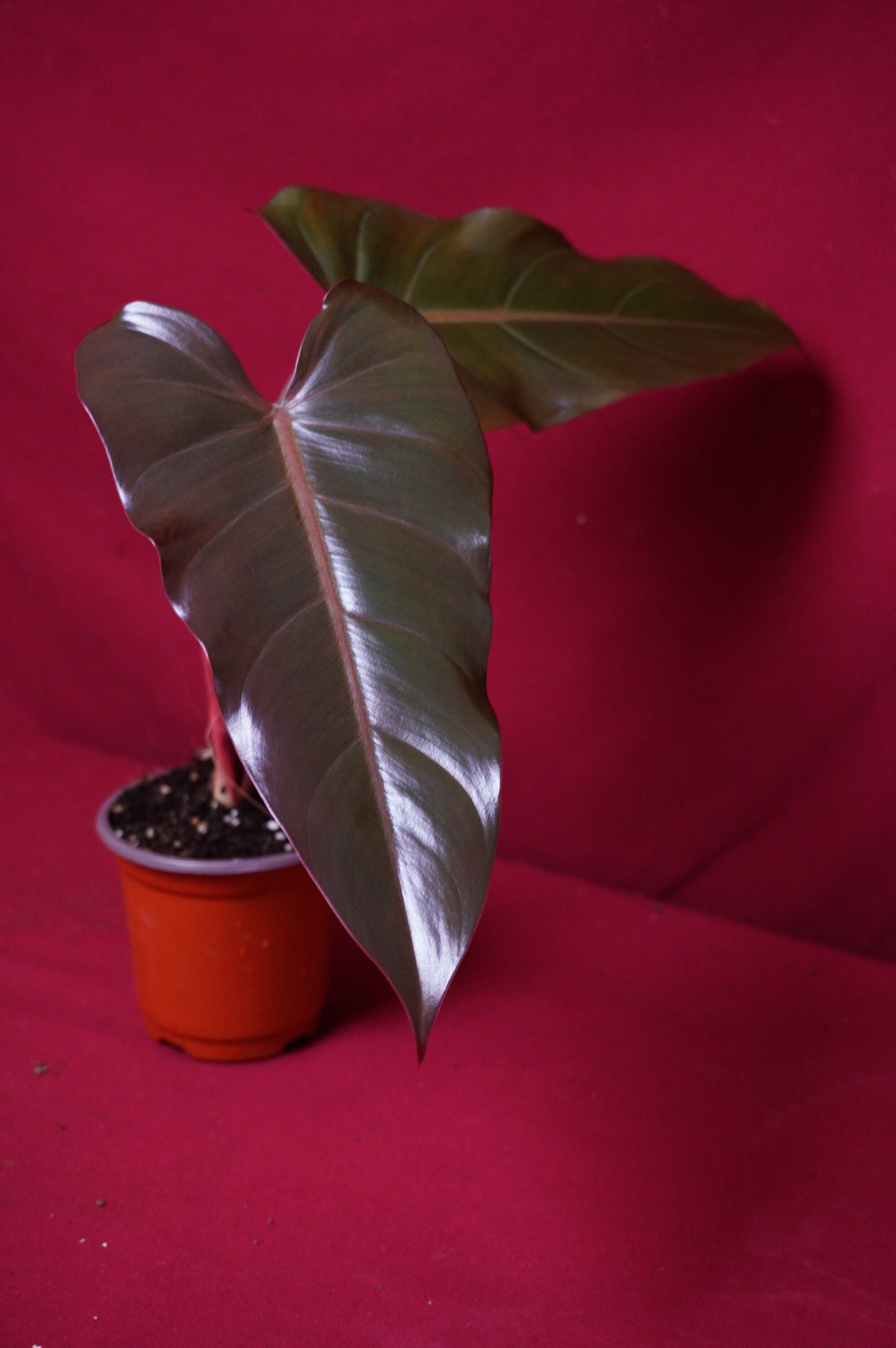 comosum plant Curly Spider Plant 'Bonnie' for Sale